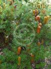 Banksia spinulosa collina Stumpy Gold