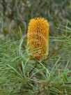 Banksia spinulosa collina