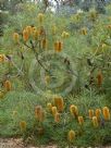 Banksia spinulosa collina