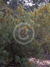 Banksia spinulosa collina