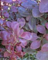 Berberis vulgaris Atropurpurea