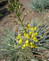 Bulbine asphodeloides