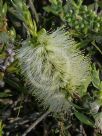 Callistemon citrinus White Anzac