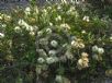 Callistemon citrinus White Anzac