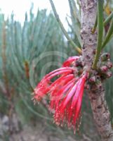 Calothamnus tuberosus