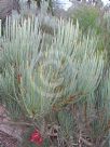 Calothamnus tuberosus