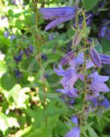 Campanula glomerata cervicarioides