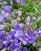 Campanula waldsteiniana