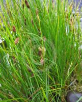 Carex nigra