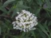 Centranthus ruber Albus