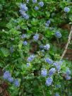 Ceanothus griseus horizontalis Yankee Point
