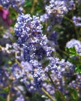 Ceanothus Blue Cushion