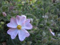 Cistus argenteus Silver Pink