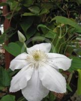 Clematis Mevrouw Le Coultre
