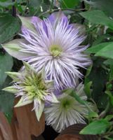 Clematis Crystal Fountain