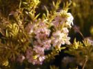 Coleonema pulchellum Sunset Gold