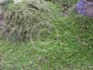 Coprosma nivalis