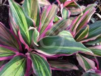 Cordyline fruticosa Kiwi