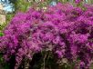 Bougainvillea glabra Magnifica