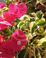 Bougainvillea brasiliensis Raspberry Ice