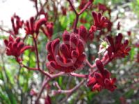 Anigozanthos Bush Baby