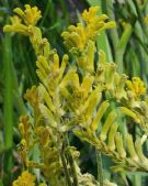 Anigozanthos Bush Dawn