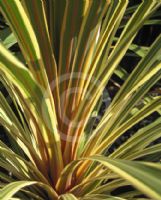 Cordyline australis Albertii