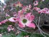 Cornus florida rubra