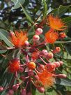 Corymbia ficifolia Orange Splendour