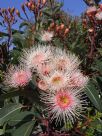 Corymbia Summer Beauty