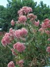 Corymbia Summer Beauty