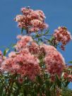 Corymbia Summer Beauty