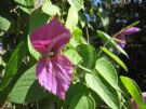 Dalechampia dioscoreifolia