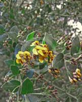 Daviesia buxifolia