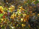 Daviesia elliptica