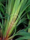 Dianella tasmanica Emerald Arch