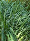 Dianella tasmanica Emerald Arch