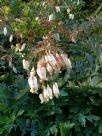 Dicentra formosa Alba