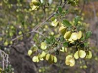 Dodonaea viscosa cuneata