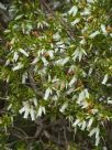 Epacris calvertiana