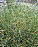 Ephedra likiangensis