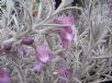 Eremophila nivea Gubburra Bells