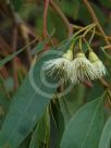 Eucalyptus tricarpa