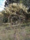 Eucalyptus rigidula