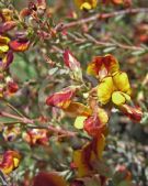 Eutaxia parvifolia