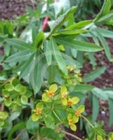 Euphorbia sarawschanica