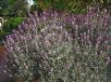 Erysimum Bowles' Mauve