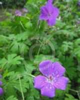 Geranium swatense