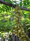 Gleditsia triacanthos inermis Shademaster