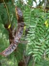 Gleditsia triacanthos inermis Shademaster